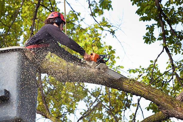 How Our Tree Care Process Works  in  Raymond, WI